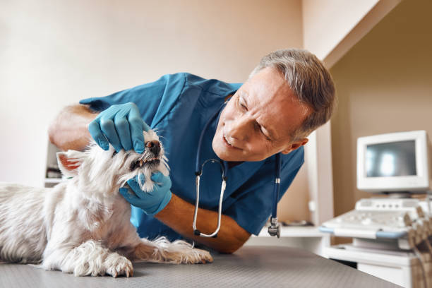 Best Walk-In Emergency Dental Services in North Warren, PA